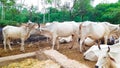 Too Many Cows, Bulls And Calves Are Standing One Cow Is Licking The Other Cow Royalty Free Stock Photo