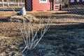 Too much insecticidal spray was applied on on young blackcurrant bush without leaves at spring time, not ecological farming, Royalty Free Stock Photo