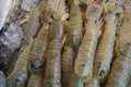 Too soft, fresh mantis shrimp for sale in the fish market at Thailand.