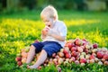 Toodler boy sitting on heap of apples in domestic garden Royalty Free Stock Photo