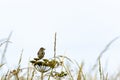 Thrush perched on peashooter plant Royalty Free Stock Photo