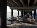 Winter in Lithuania Palanga under the bridge