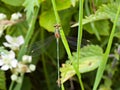 Willow Emerald Damselfly resting on brush Royalty Free Stock Photo