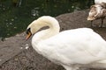 SWAN LOOKING DOWN AT THE GROUND POSING