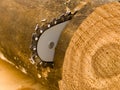 The tool of the woodcutter a saw Royalty Free Stock Photo