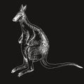 Toolache wallaby extinct animal sketch