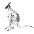 Toolache wallaby extinct animal sketch