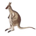 Toolache wallaby extinct animal sketch