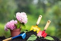 Tools garden soil and hydrangea flower in flower pot over natur Royalty Free Stock Photo