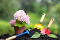 Tools garden soil and hydrangea flower in flower pot over natur Royalty Free Stock Photo