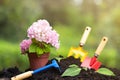 Tools garden soil and hydrangea flower in flower pot over natur Royalty Free Stock Photo