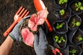 Tools on planting a black tree on the ground