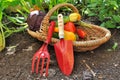 Tools and vegetables in basket