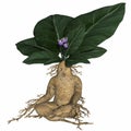 Toon root tuber