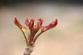 Toon shoots growing outdoors in spring