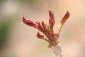 Toon shoots growing outdoors in spring