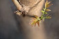 Toon Sprouts on branches in spring