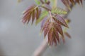 Toon young leaves in spring