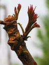 Toona sinensis Royalty Free Stock Photo