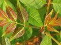 Toona sinensis Royalty Free Stock Photo