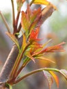 Toona sinensis Royalty Free Stock Photo