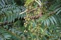 Toona sinensis (Chinese mahogany, Chinese cedar, Chinese toon, beef plant, onion plant, red toon)