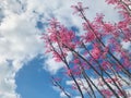 Toona sinensis `Flamingo` pink leaves with blue sky background.