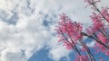 Toona sinensis `Flamingo` pink leaves tree with sky background.