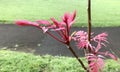 Toona sinensis `Flamingo`side view. Royalty Free Stock Photo