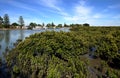 Mangroves on the shores of a small village inlet south east Victoria, Australia