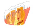 Tooth anatomy Royalty Free Stock Photo