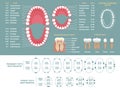 Tooth anatomy chart. Orthodontist human teeth loss diagram, dental scheme and orthodontics medical vector infographic Royalty Free Stock Photo