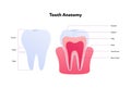 Tooth anatomy chart. Vector biomedical illustration. Cross section with text isolated on white background. Inner and outer teeth Royalty Free Stock Photo