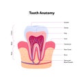 Tooth anatomy chart. Vector biomedical illustration. Cross section with text isolated on white background. Inner teeth structure. Royalty Free Stock Photo