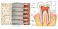 Tooth Anatomy. Cross-section of dentin. Dentinal tubules. Anatomy and Histology. Dentinal tubules Royalty Free Stock Photo