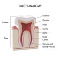 Tooth anatomy. Cross section of human tooth with designations realistic vector image isolated on white background