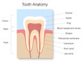 Tooth Anatomy Cross Section Medical Chart