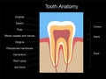 Tooth Anatomy Cross Section Medical Chart Black