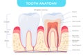 Tooth anatomy dental outside and inside structure infographic poster with names vector illustration