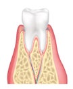 Tooth anatomy. Healthy teeth structure. Dental medical vector illustration