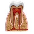 Tooth anatomy