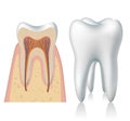 Tooth anatomy Royalty Free Stock Photo