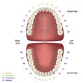 Tooth anatomy medical vector illustration on white background with numbers infographic fdi tooth sheme