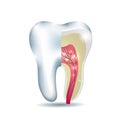 Tooth anatomy Royalty Free Stock Photo