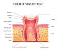 Tooth Anatomy Realistic Infographics