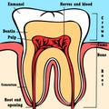 Tooth anatomy scheme
