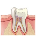 Tooth anatomy. Vector illustration. Royalty Free Stock Photo