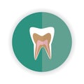 tooth anatomy. Vector illustration decorative design Royalty Free Stock Photo