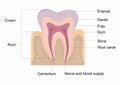 Tooth anatomy Royalty Free Stock Photo