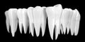 Tooth banner on black background. Healthy teeth icon 3d illustration of white enamel and root. Dentistry health